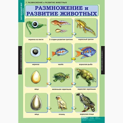Окружающий мир 3 класс