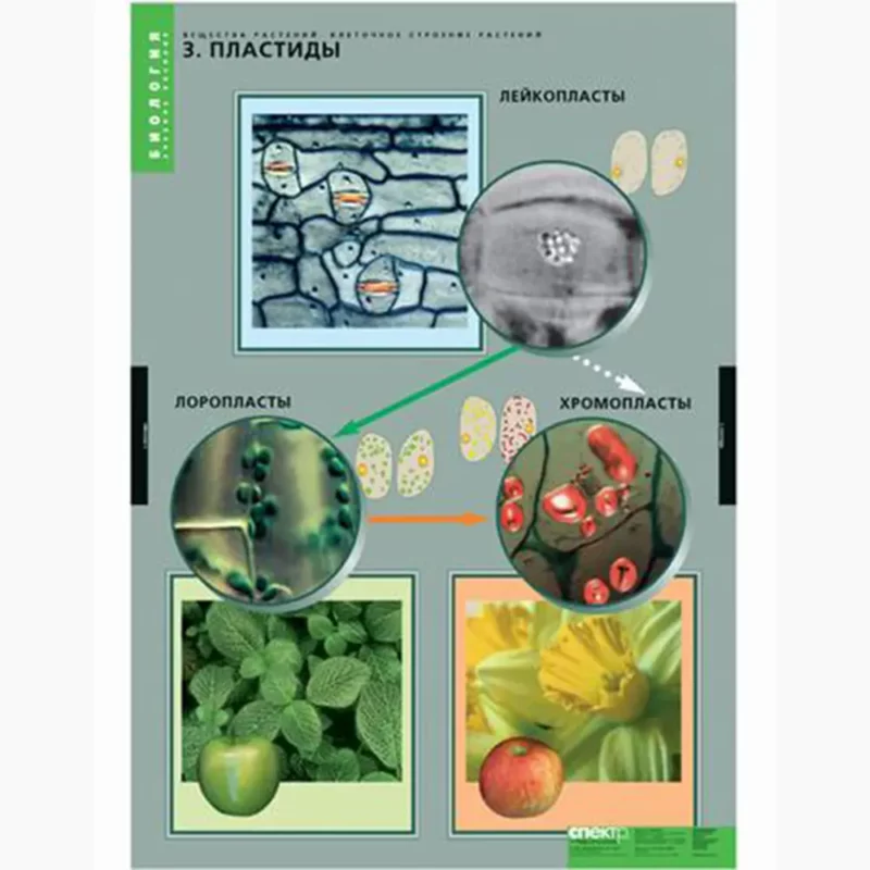 Вещества растений. Клеточное строение