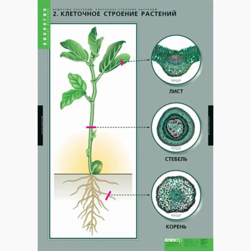 Вещества растений. Клеточное строение